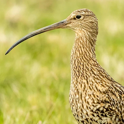 World Curlew Day