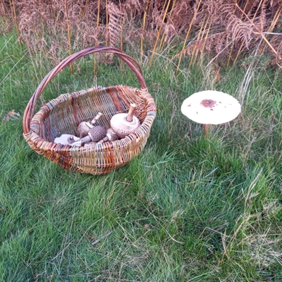 Basket Weaving Workshop