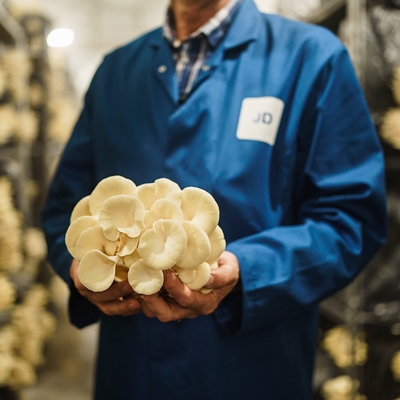 Fungi Town: From Chicken Shed to Mushroom Farm