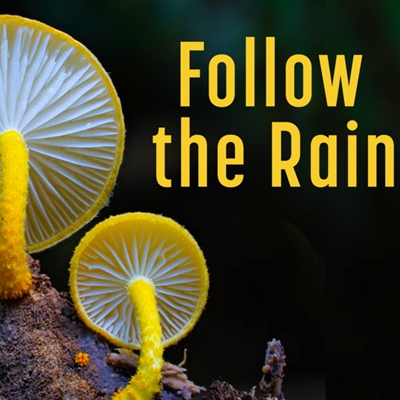 Follow the Rain