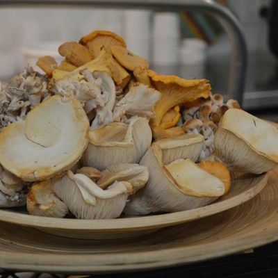 Fungi Town: Can I Eat It?