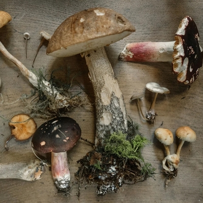 Fungi Town Foray