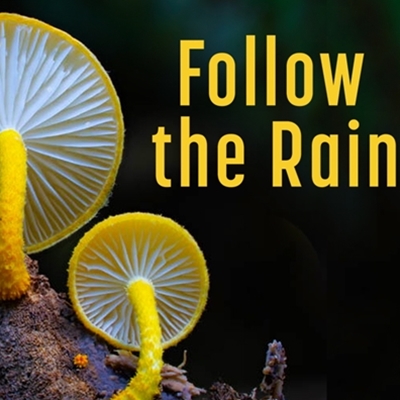 Fungi Town: Follow the Rain (2nd screening)