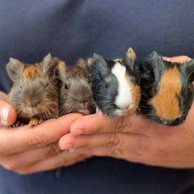 Small Breeds - Big Encounters