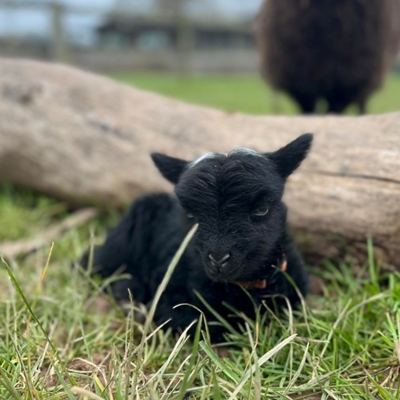 Small Breeds - Big Encounters