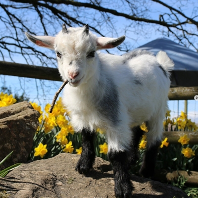 Small Breeds - Big Encounters