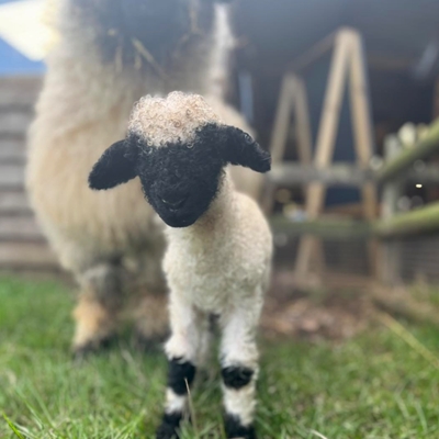 Small Breeds - Big Encounters