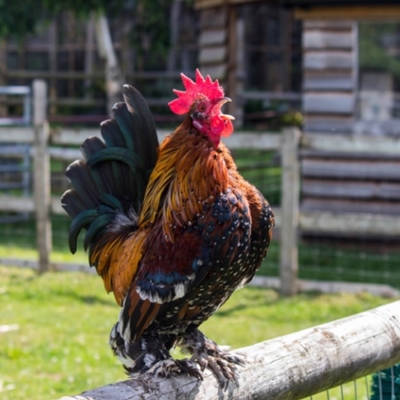 Small Breeds - Big Encounters