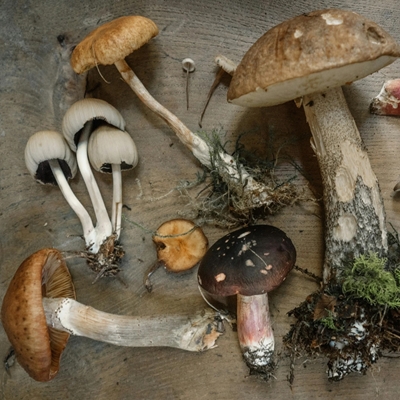 FUNGI TOWN: Friday Foray FUNGI TOWN: Friday Foray