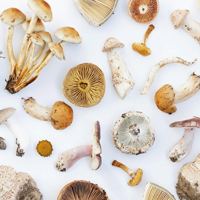 FUNGI TOWN Medicinal Mushrooms 101 FUNGI TOWN Medicinal Mushrooms 101