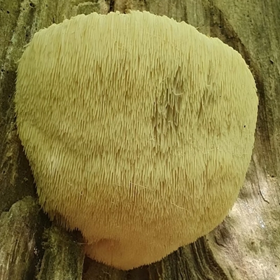 FUNGI TOWN Have you seen this fungus? FUNGI TOWN Have you seen this fungus?