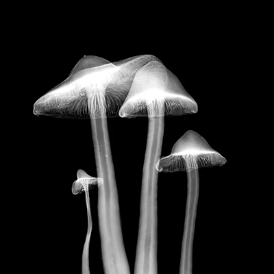 FUNGI TOWN How can mushrooms help clean up the River Wye? FUNGI TOWN How can mushrooms help clean up the River Wye?