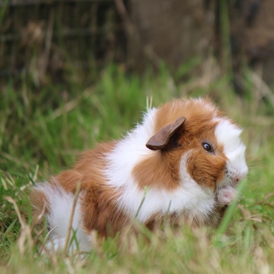 Small Breeds - Big Encounters