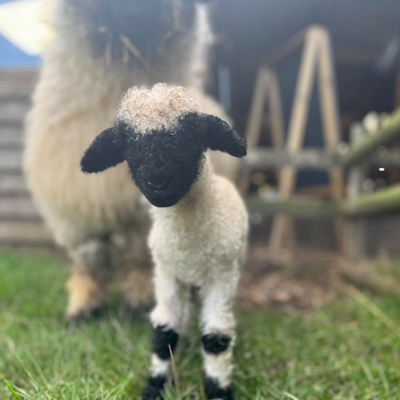 Small Breeds - Big Encounters