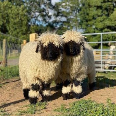 Small Breeds - Big Encounters