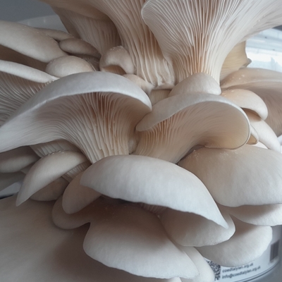 FUNGI TOWN Introduction to Mushroom Growing Workshop FUNGI TOWN Introduction to Mushroom Growing Workshop
