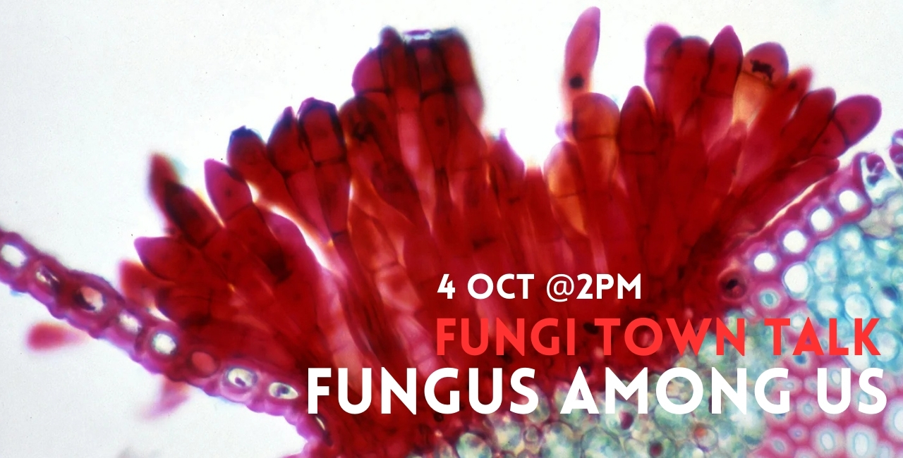 Fungus Among Us discussion